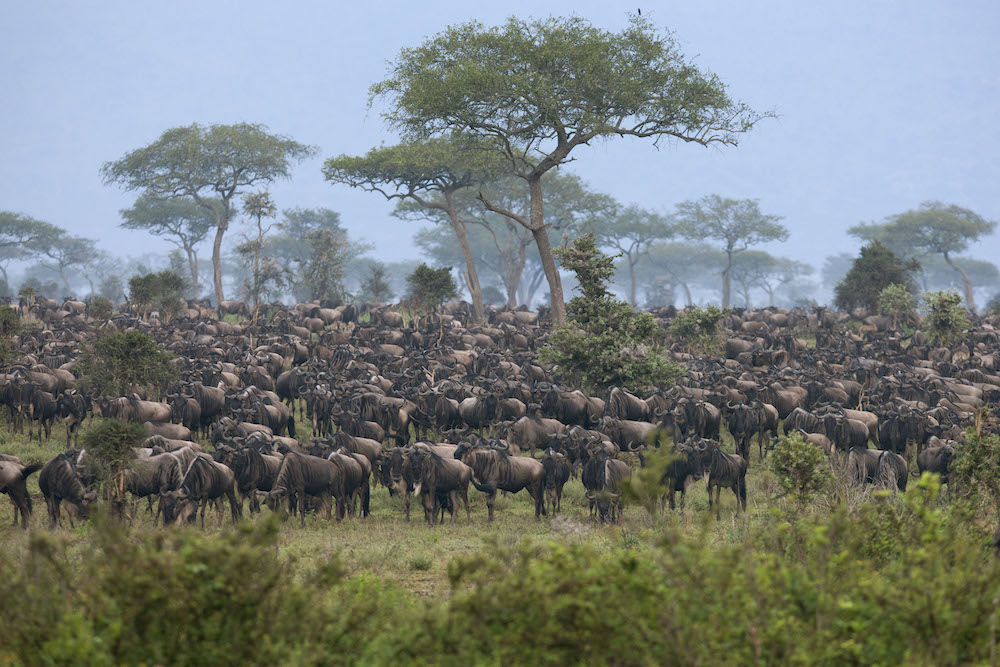 8 Days Tanzania Great Migration Safari