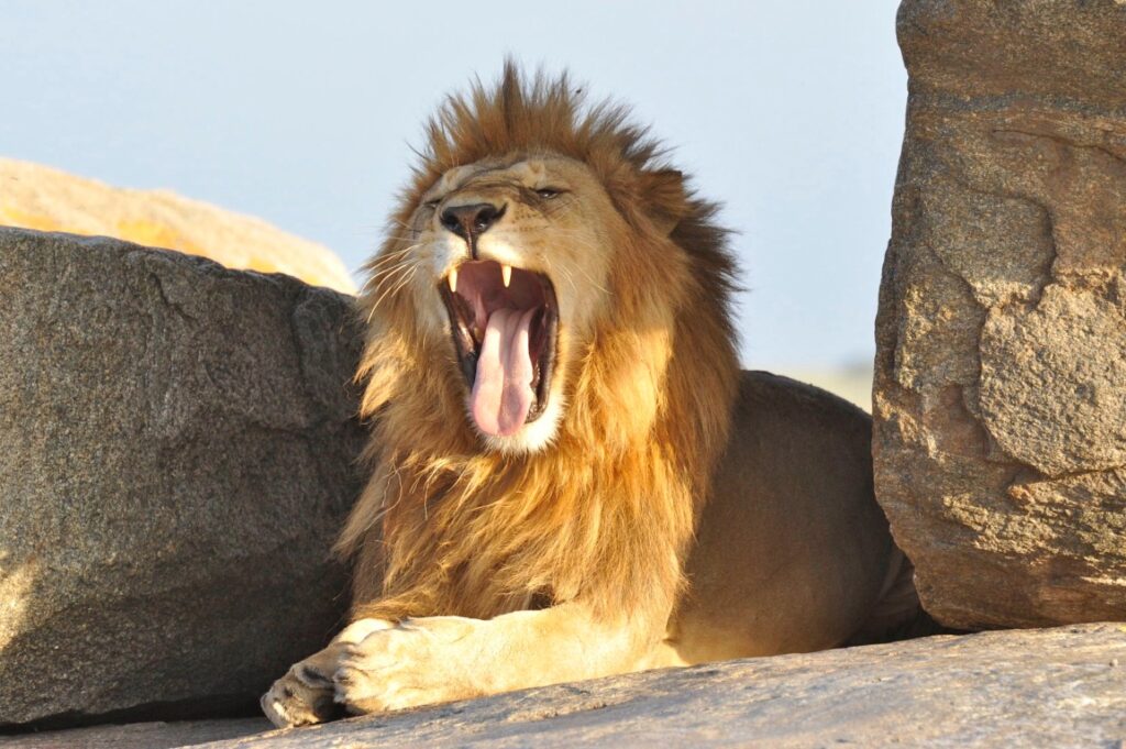 7 Days Tanzania Luxury Safari