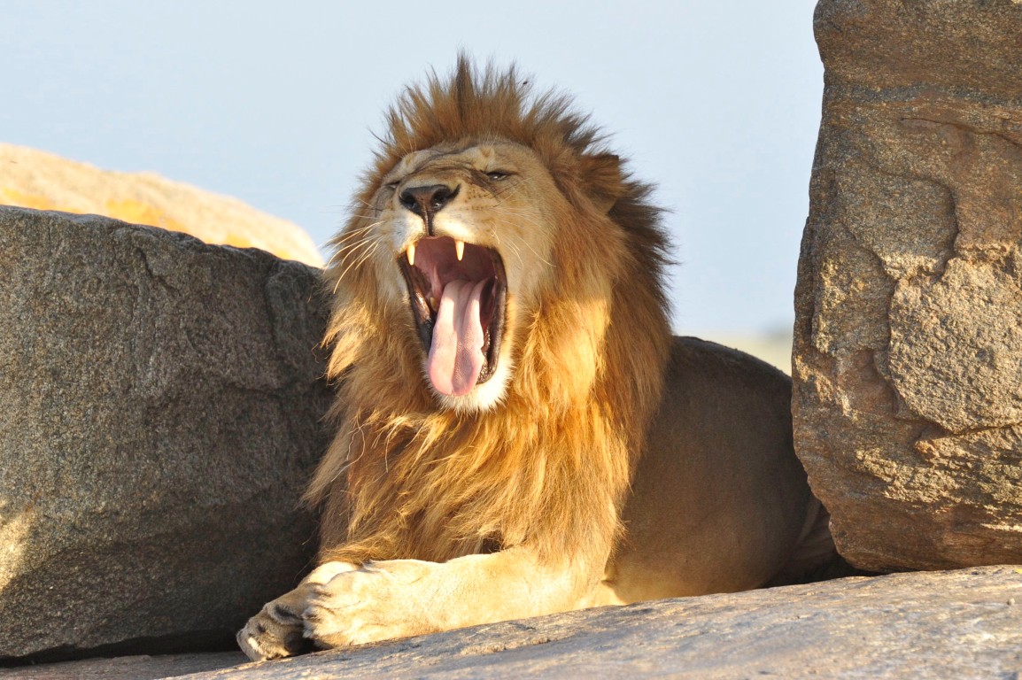 7 Days Tanzania Luxury Safari
