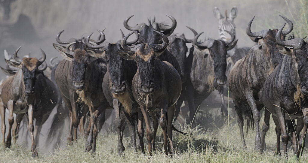 Tanzania Private Safari