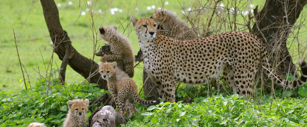 6 Days Tanzania Safari