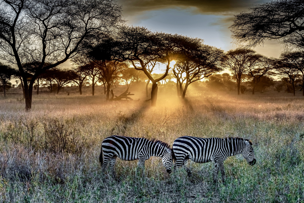 Safari privé en Tanzanie