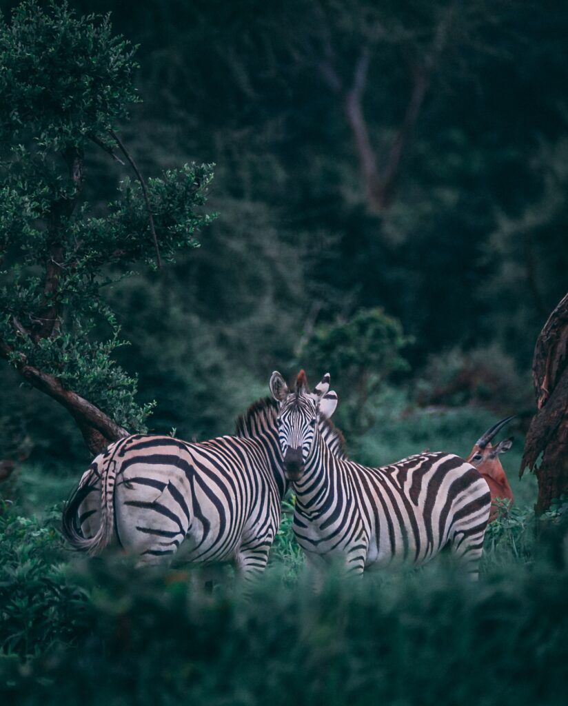 7 Days Tanzania Safari Tour