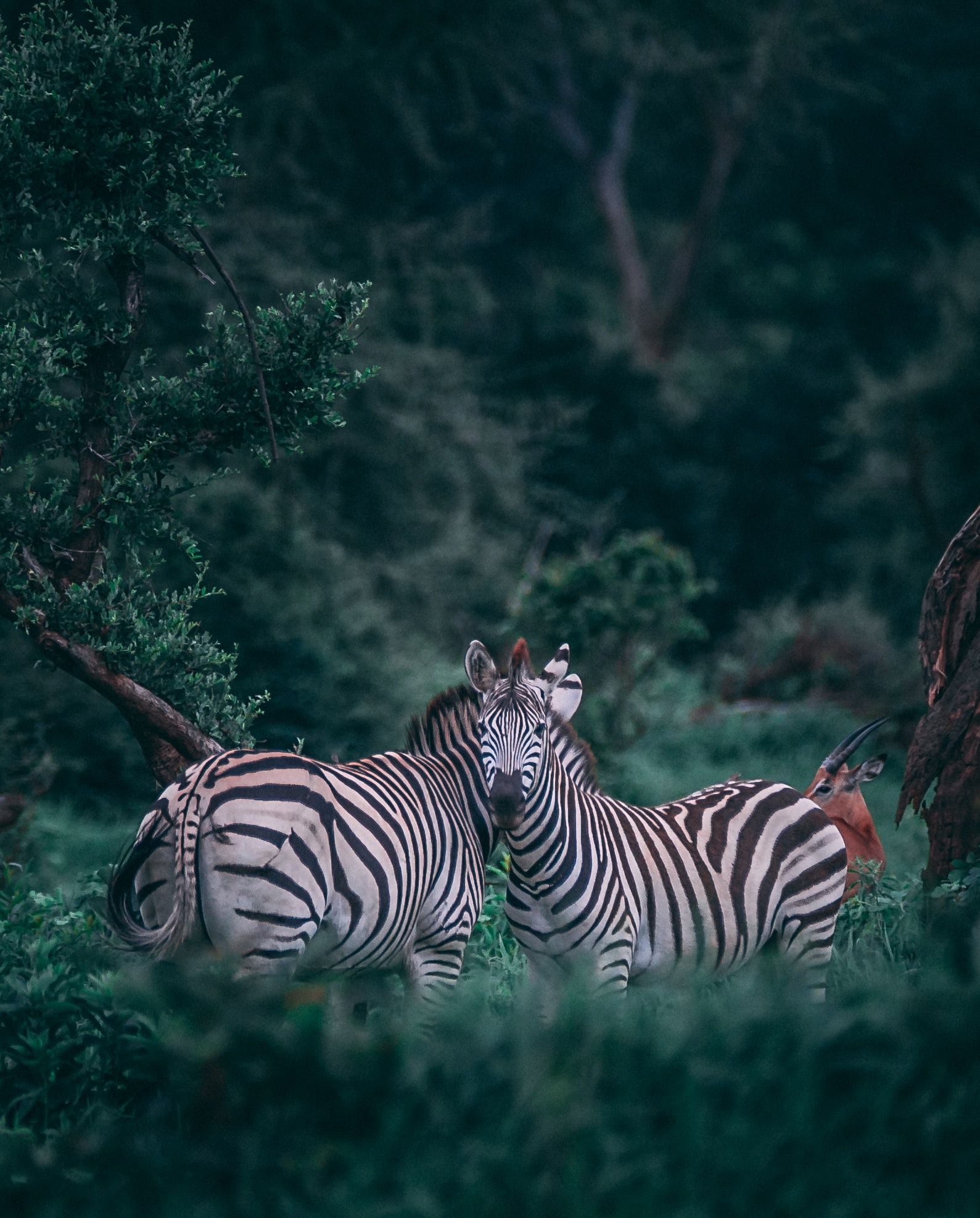 7 Days Tanzania Safari Tour