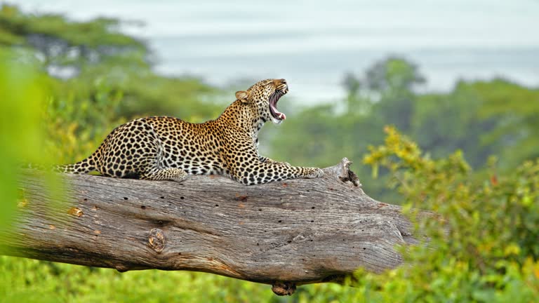 SLOW MOTION A leopard yawns in a tree. Beautiful leopard resting in tree. Shot in 8K Resolution - RED V-RAPTOR 8K S35 Rihino