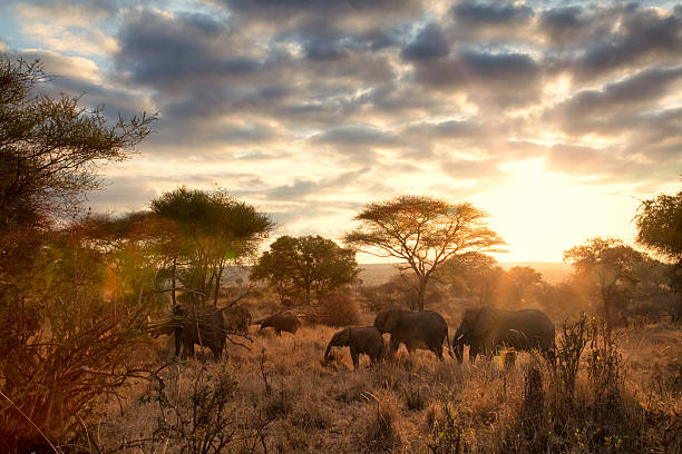 Tanzania Private Safari