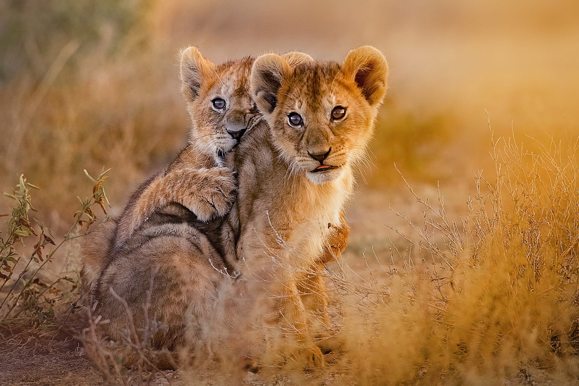 Tanzania Wheelchair Accessible Safari