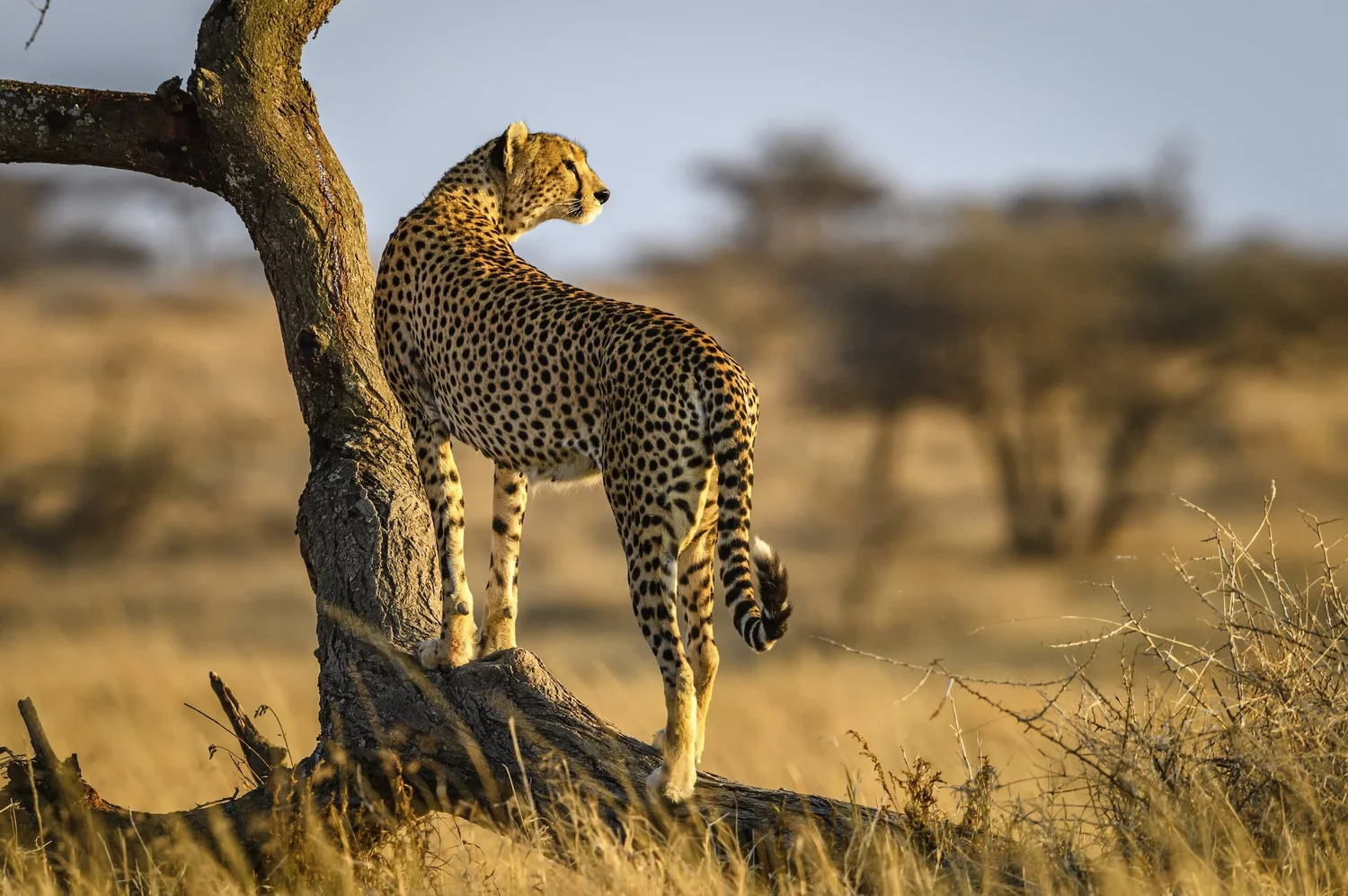 muslim friendly Tanzania Safari