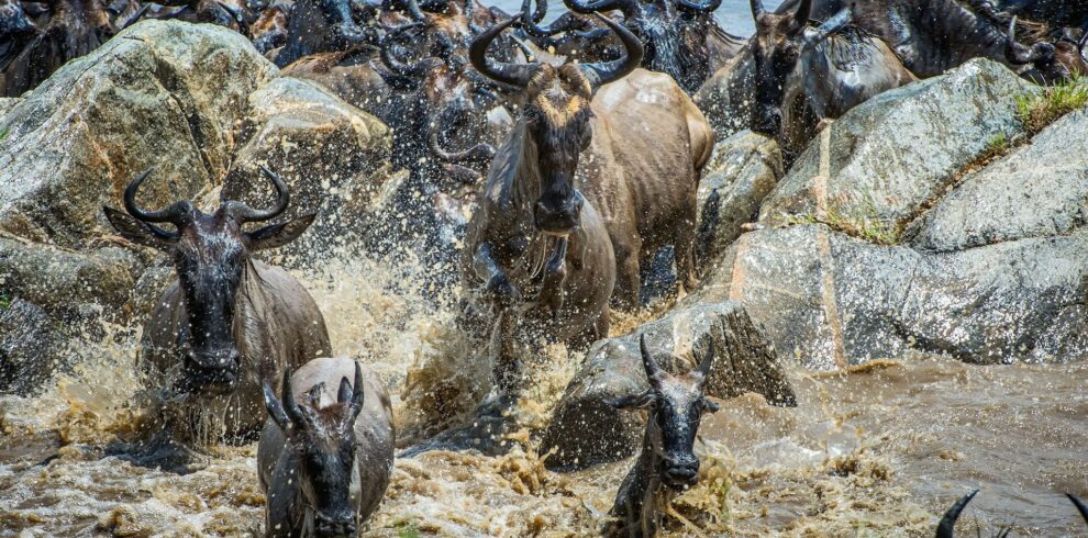 4 Days Tanzania Safari